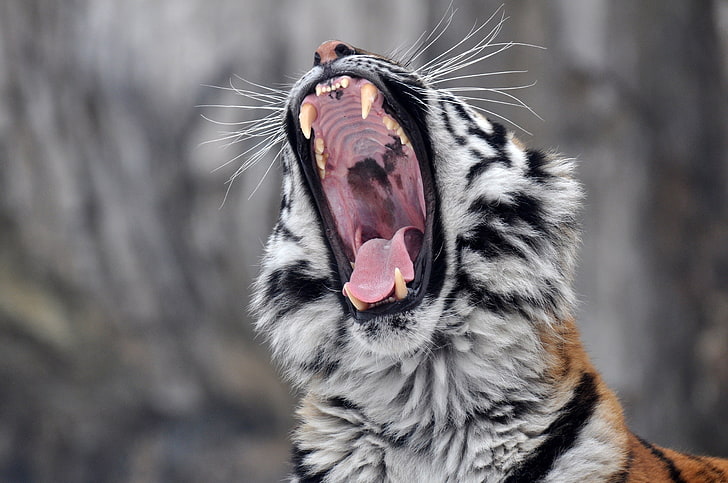 tiger, roar, yawning, HD wallpaper