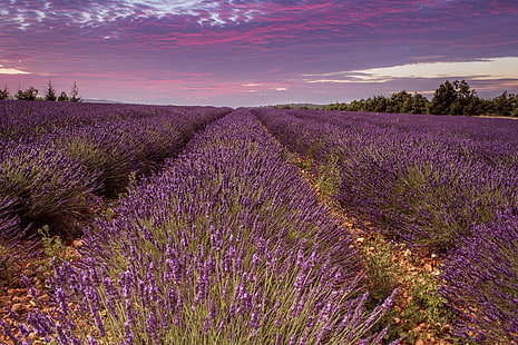 การถ่ายภาพทิวทัศน์ของดอกผักตบชวา, พระอาทิตย์ตก, การถ่ายภาพทิวทัศน์, เตียง, ผักตบชวา, ดอกไม้, ฝรั่งเศส, Lavanda, Sault, Provence-Alpes-Côte d'Azur, FR, สีม่วง, ลาเวนเดอร์, ธรรมชาติ, Provence-Alpes-Cote d'Azur , ดอกไม้, สีลาเวนเดอร์, ที่ราบสูงเดอวาเลนโซเล่, สนาม, ปลูก, กลางแจ้ง, เกษตรกรรม, ฤดูร้อน, ฉากชนบท, สีน้ำเงิน, ความงามในธรรมชาติ, วอลล์เปเปอร์ HD HD wallpaper