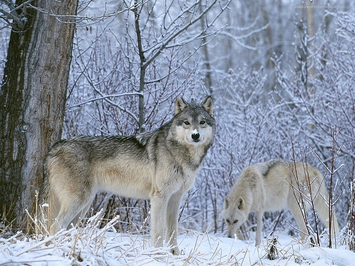 흰색과 검은 늑대, 겨울, 모습, 눈, 늑대, 늑대, HD 배경 화면