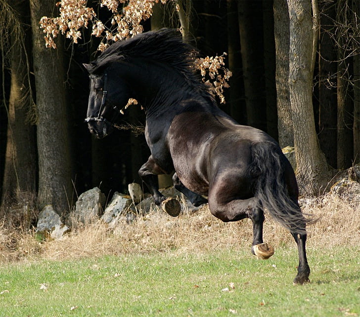 andalusian black Wild Wild West Animals Horses HD Art , Black, andalusian, horses, spanish, HD wallpaper