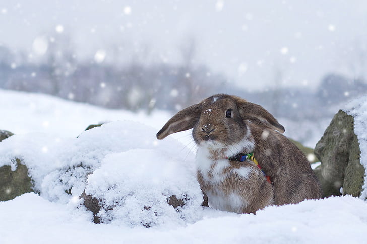 winter, snow, rabbit, HD wallpaper