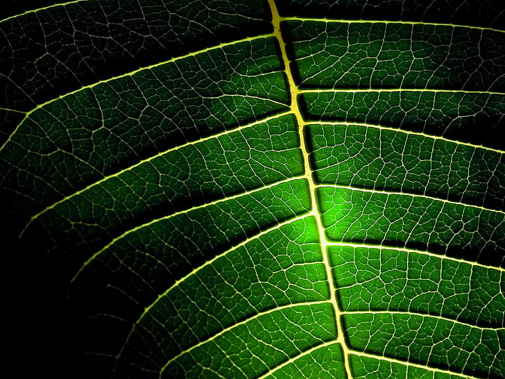 Grön makro för bladvener, natur, makro, grön, blad, vener, HD tapet