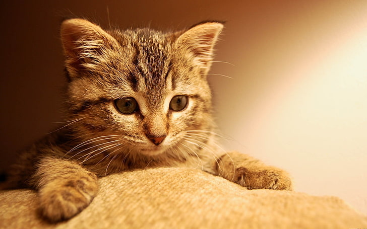 gray tabby kitten, cat, animals, HD wallpaper