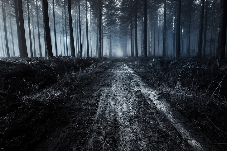 forest trail, dark, forest, dirt road, trees, nature, HD wallpaper