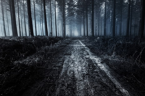 горска пътека, тъмно, гора, черен път, дървета, природа, HD тапет HD wallpaper