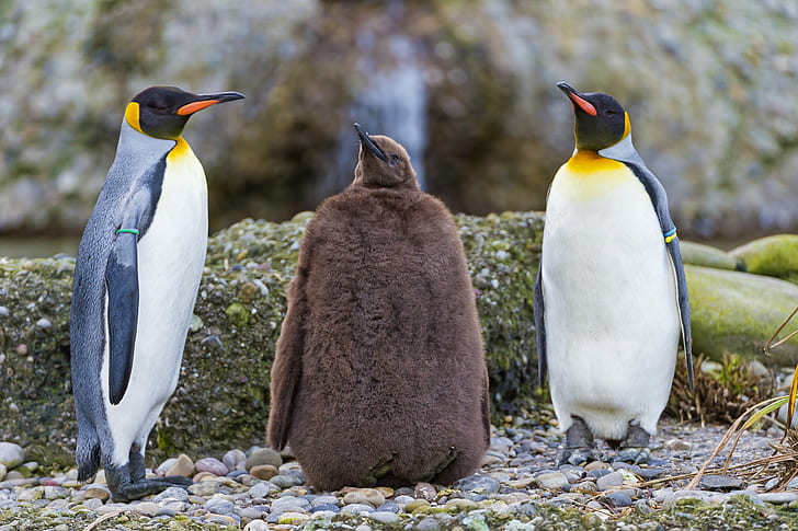 три пингвина в дневное время, взрослый, пингвины, молодые, один три, в дневное время, король пингвинов, король пингвинов, птица, красочные, молодые коричневые, пушистые, камни, зоопарк Цюриха, Швейцария, Никон D4, пингвин, Антарктида, природа, живая природа,животное, колония, gentoo пингвинов, море, южный полюс, HD обои