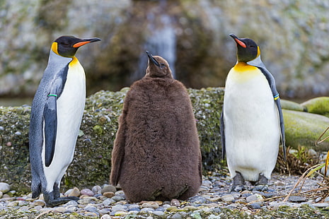 three penguins during daytime, adult, penguins, young one, one  three, daytime, penguin  king, king penguin, bird, colorful, young  brown, fluffy, stones, zürich  zoo, switzerland, nikon  d4, penguin, antarctica, nature, wildlife, animal, colony, gentoo Penguin, sea, south Pole, HD wallpaper HD wallpaper