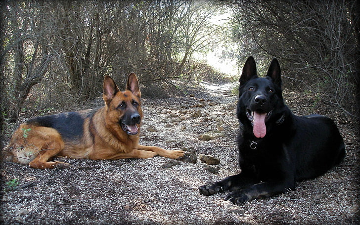 two adult black and tan German shepherd and short-coated black dog, Dogs, German Shepherd, HD wallpaper