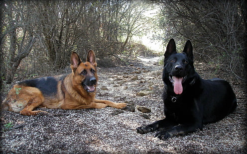 dua gembala hitam dan tan Jerman dewasa dan anjing hitam berlapis pendek, Anjing, Gembala Jerman, Wallpaper HD HD wallpaper