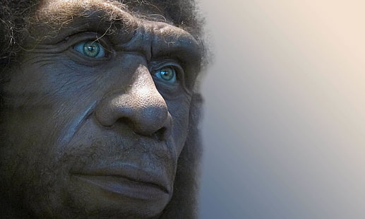 volto di uomo, uomo di neanderthal, viso, capelli, Sfondo HD HD wallpaper