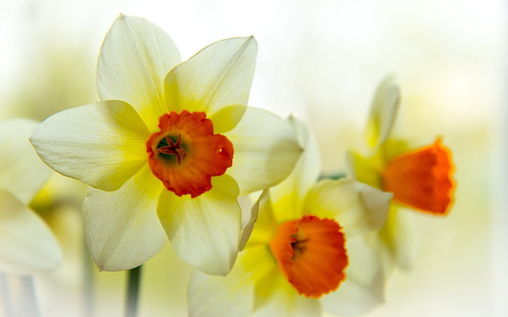 Нарцисс Лепестки-Растения Фото обои, белые цветы, HD обои