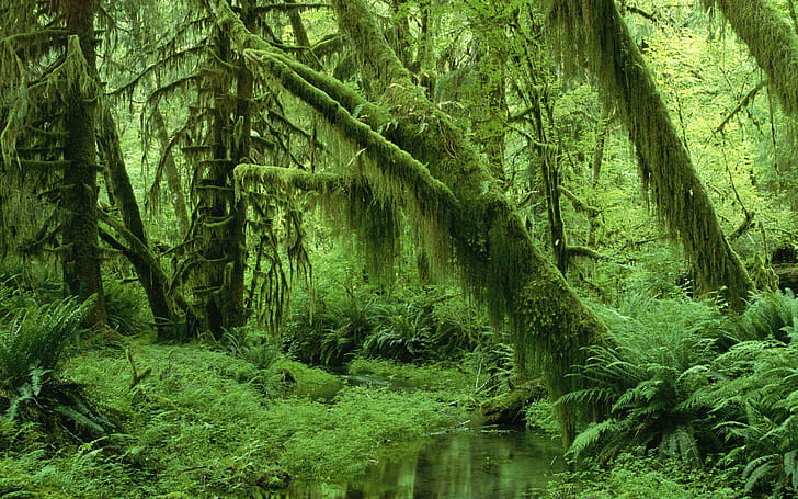 Moss and fern covered forest trees, fern plant and trees by water photo ...
