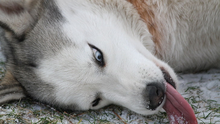 dewasa putih dan abu-abu Siberia husky, Siberian Husky, anjing, hewan, Derpy, Wallpaper HD