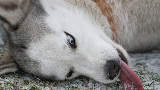 Husky siberiano blanco y gris adulto, Husky siberiano, perro, animales, Derpy, Fondo de pantalla HD HD wallpaper