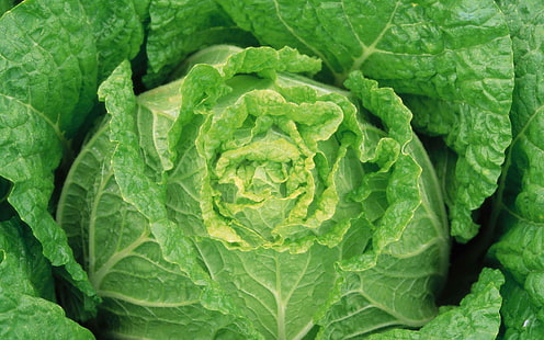 Lettuce, cabbage vegetable, photography, 1920x1200, lettuce, HD wallpaper HD wallpaper