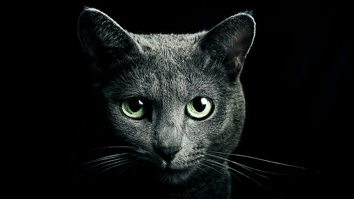 gato, gato preto, bigodes, close-up, gato de cabelos curtos doméstico, olhos verdes, escuridão, HD papel de parede