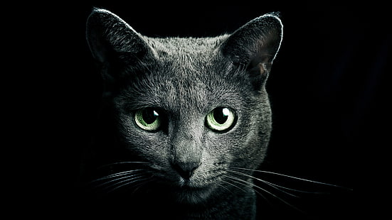قط ، قطة سوداء ، شعيرات ، عن قرب ، قط منزلي قصير الشعر ، عيون خضراء ، ظلام، خلفية HD HD wallpaper