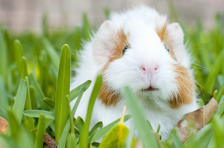 Guinea pig, white and brown guinea pig, guinea pig, grass, rodent, HD wallpaper