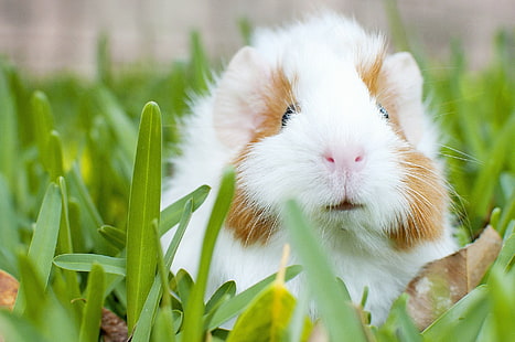 Guinea pig, white and brown guinea pig, guinea pig, grass, rodent, HD wallpaper HD wallpaper
