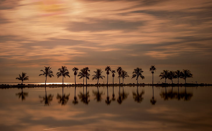 palmiye ağaçları, Florida, HD masaüstü duvar kağıdı