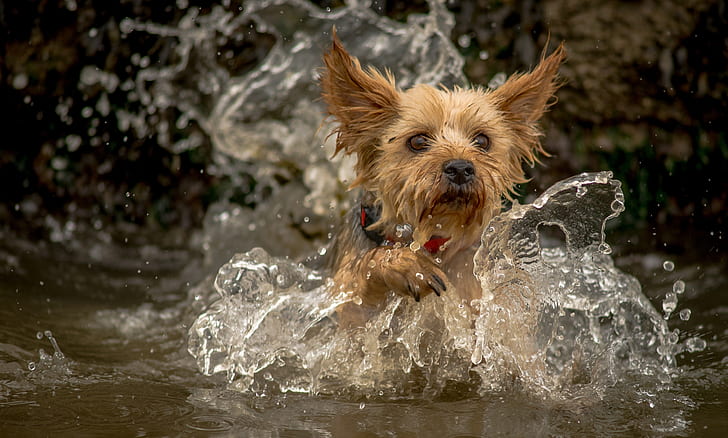water, squirt, dog, York, Yorkshire Terrier, HD wallpaper