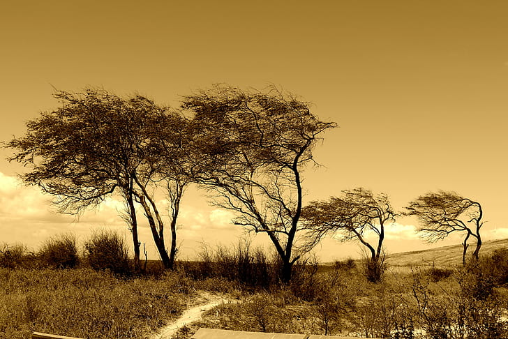 photography of trees during noontime, Windblown, Trees, photography, noontime, beach, clouds, Hawaii, John Morgan, Lumix G3, Maui, ocean, sepia, surf, Vario, OIS, nature, tree, landscape, outdoors, sunset, HD wallpaper