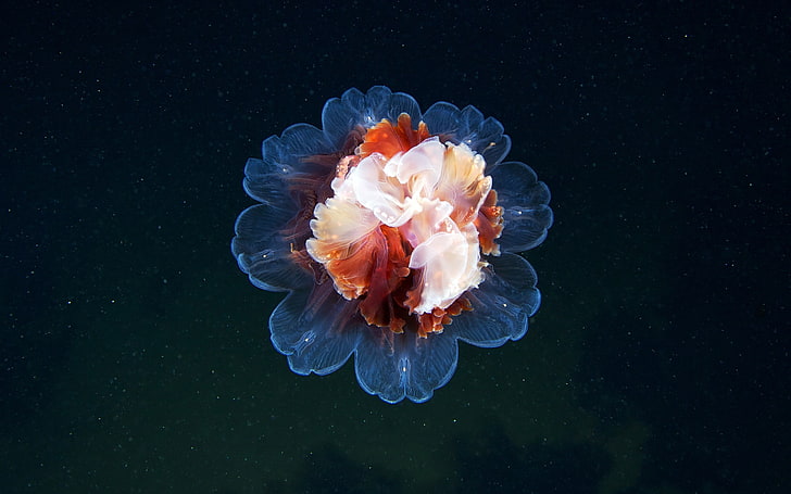 medusa, vita marina, animali, sott'acqua, Sfondo HD