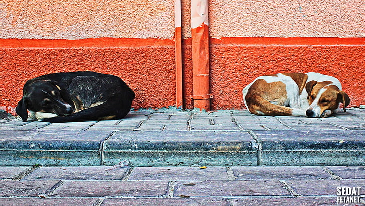 biało-czarne psy, pies, zwierzęta, ulica, ściana, spanie, Tapety HD
