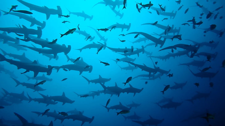 blue, fish, water, marine biology, underwater, shark, aqua, cocos island, scuba diving, diving, sharks, hammerhead, ocean, costa rica, HD wallpaper