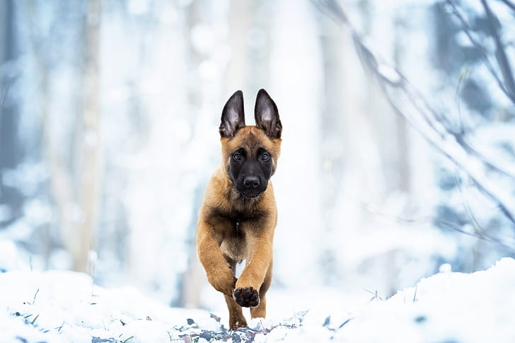 ฤดูหนาวหิมะสุนัขลูกสุนัขเดิน Malinois เบลเยียม, วอลล์เปเปอร์ HD