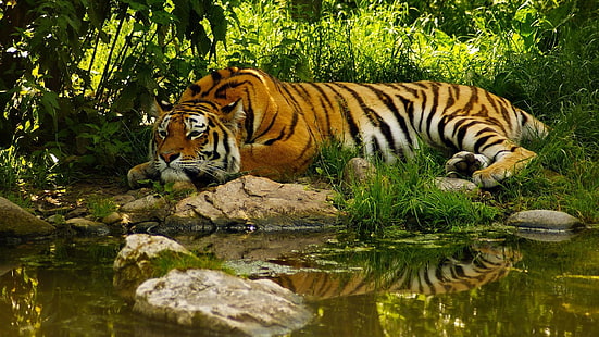 wildlife, tiger, bengal tiger, wilderness, terrestrial animal, fauna, big cats, sundarban national park, india, bengal, national park, tiger reserve, HD wallpaper HD wallpaper