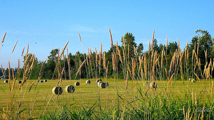 country farm Hay Field Nature Fields HD Art , Washington, widescreen, Field, country, farm, hay, HD wallpaper