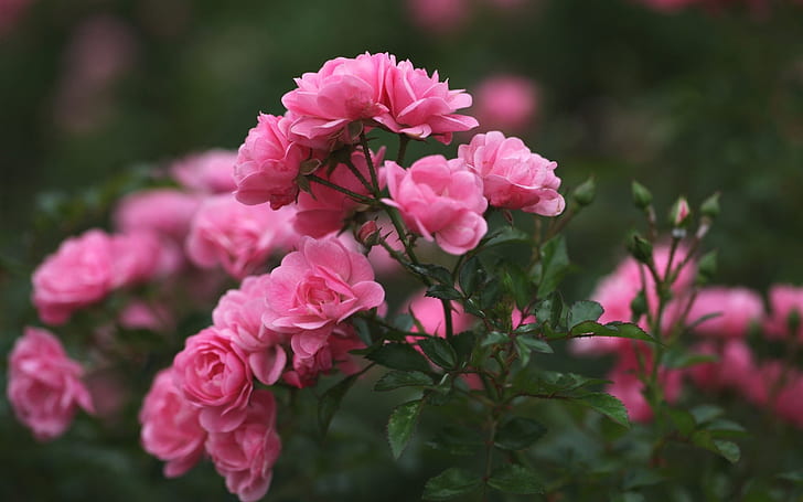 Boccioli di rosa, petali, fiori rosa, sfocatura, rosa, gemme, petali, rosa, fiori, sfocatura, Sfondo HD