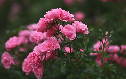 Kuncup mawar, kelopak, bunga merah muda, kabur, mawar, tunas, kelopak, merah muda, bunga, kabur, Wallpaper HD HD wallpaper