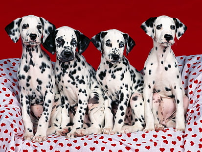 vier schwarz-weiße dalmatinische Welpen, Dalmatiner, Welpen, Hunde, viele, HD-Hintergrundbild HD wallpaper