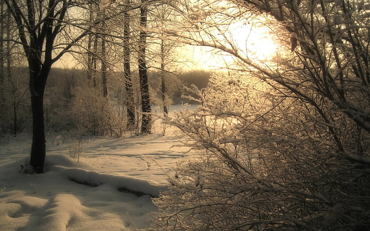 белая и черная деревянная рама, природа, деревья, снег, зима, пятнистый солнечный свет, HD обои
