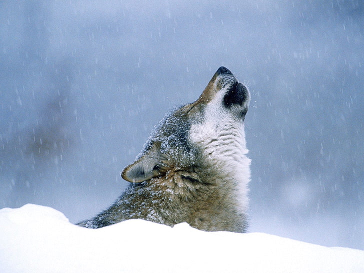 หมาป่าสีเทาและสีขาวสัตว์หมาป่าหิมะธรรมชาติฤดูหนาว, วอลล์เปเปอร์ HD