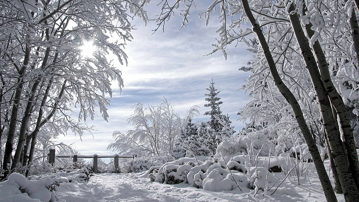 Snow Winter Trees HD, nature, trees, snow, winter, HD wallpaper