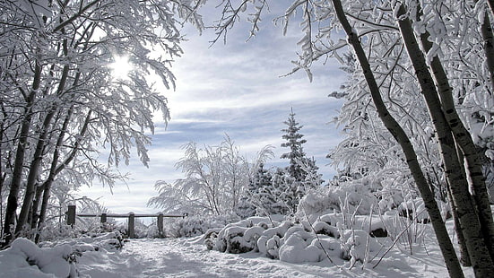 Снежни зимни дървета HD, природа, дървета, сняг, зима, HD тапет HD wallpaper