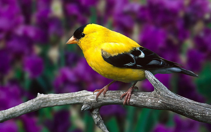Birds, American Goldfinch, Animal, Bird, Branch, Goldfinch, HD wallpaper