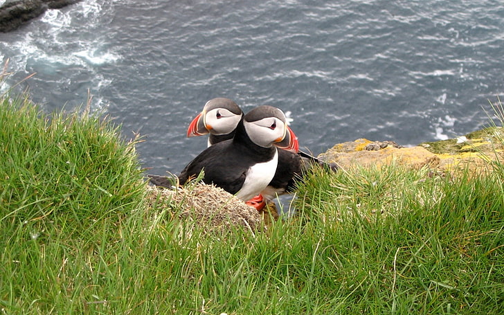 two black-and-white Atlantic puffins, puffin, couple, bird, grass, HD wallpaper