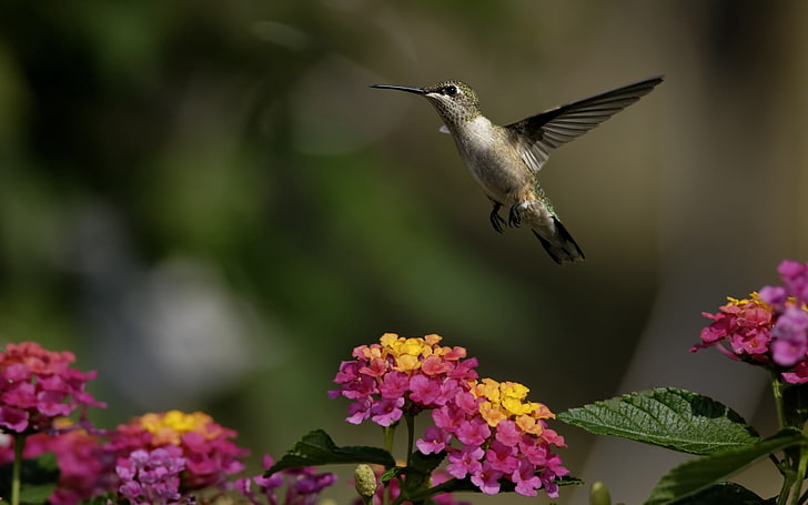 kolibry brązowo-białe, ptaki, kolibry, kwiaty, zioła, słońce, Tapety HD