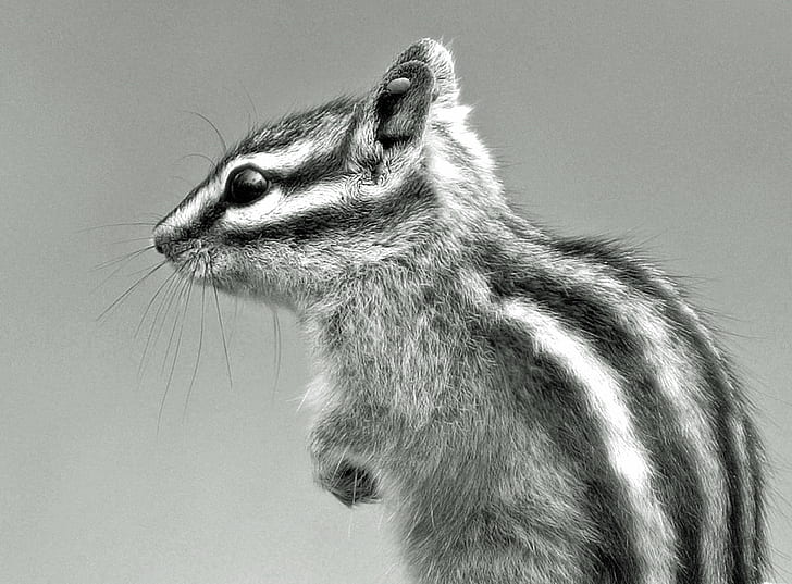 close-up grayscale photo of squirrel, chipmunk, chipmunk, Chipmunk, close-up, grayscale, photo, squirrel, photograph, photography, picture, art, light, exposure, capture, shot, image, snap, world, earth, planet, natural  history, outdoor, national, landscape, britain, british, england, english  uk, country, countryside, animal, mammal, wildlife, HD wallpaper