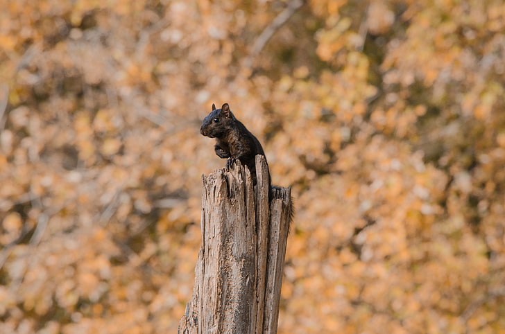 black rodent, squirrel, sit, fright, HD wallpaper