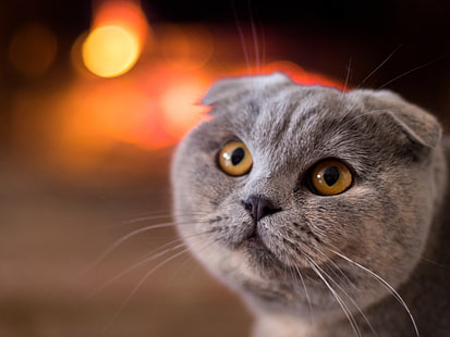 кот, взгляд, морда, шотландская вислоухая, шотландская вислоухая кошка, HD обои HD wallpaper