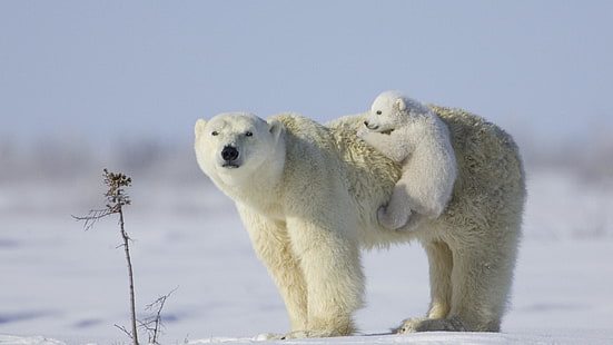 полярна мечка, сняг, бебе, мечка, снежно поле, HD тапет HD wallpaper
