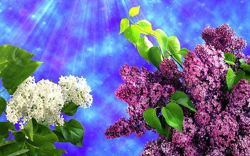 白と紫のライラックの花、春、葉、白、紫、ライラック、花、春、葉、 HDデスクトップの壁紙 HD wallpaper