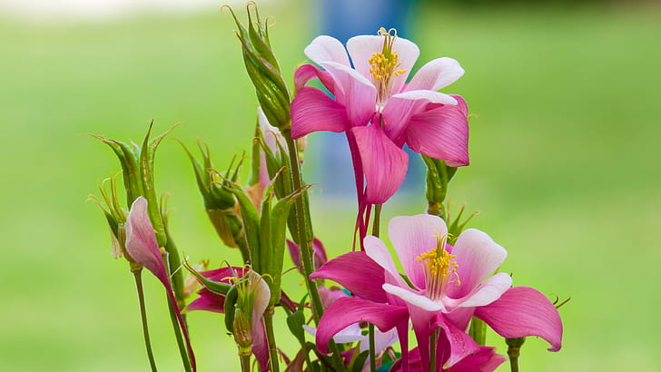 พืชดอกไม้ดอกไม้สีชมพู, วอลล์เปเปอร์ HD