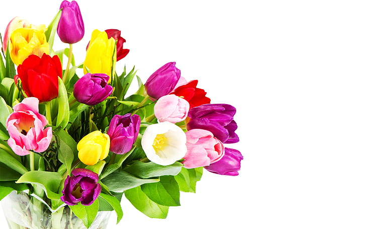 Blumen, Strauß, lila, Tulpen, rot, weißer Hintergrund, rosa, bunt, gelb, HD-Hintergrundbild