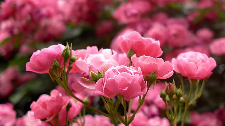 Pink Rose Buds Bunga Wangi Tanaman Dari Taman Wallpaper Ultra Hd Untuk Ponsel Desktop Dan Laptop 3840 × 2160, Wallpaper HD